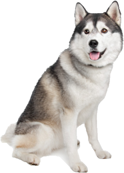 Alert Siberian Husky Dog