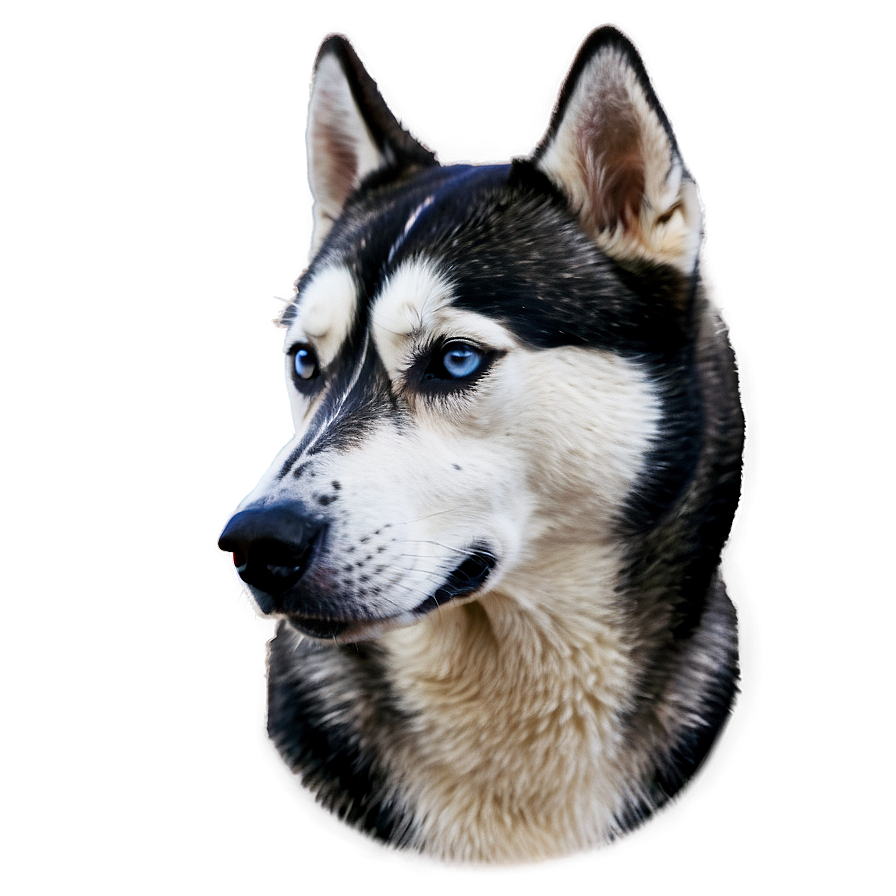 Alert Siberian Husky Png Ktk89