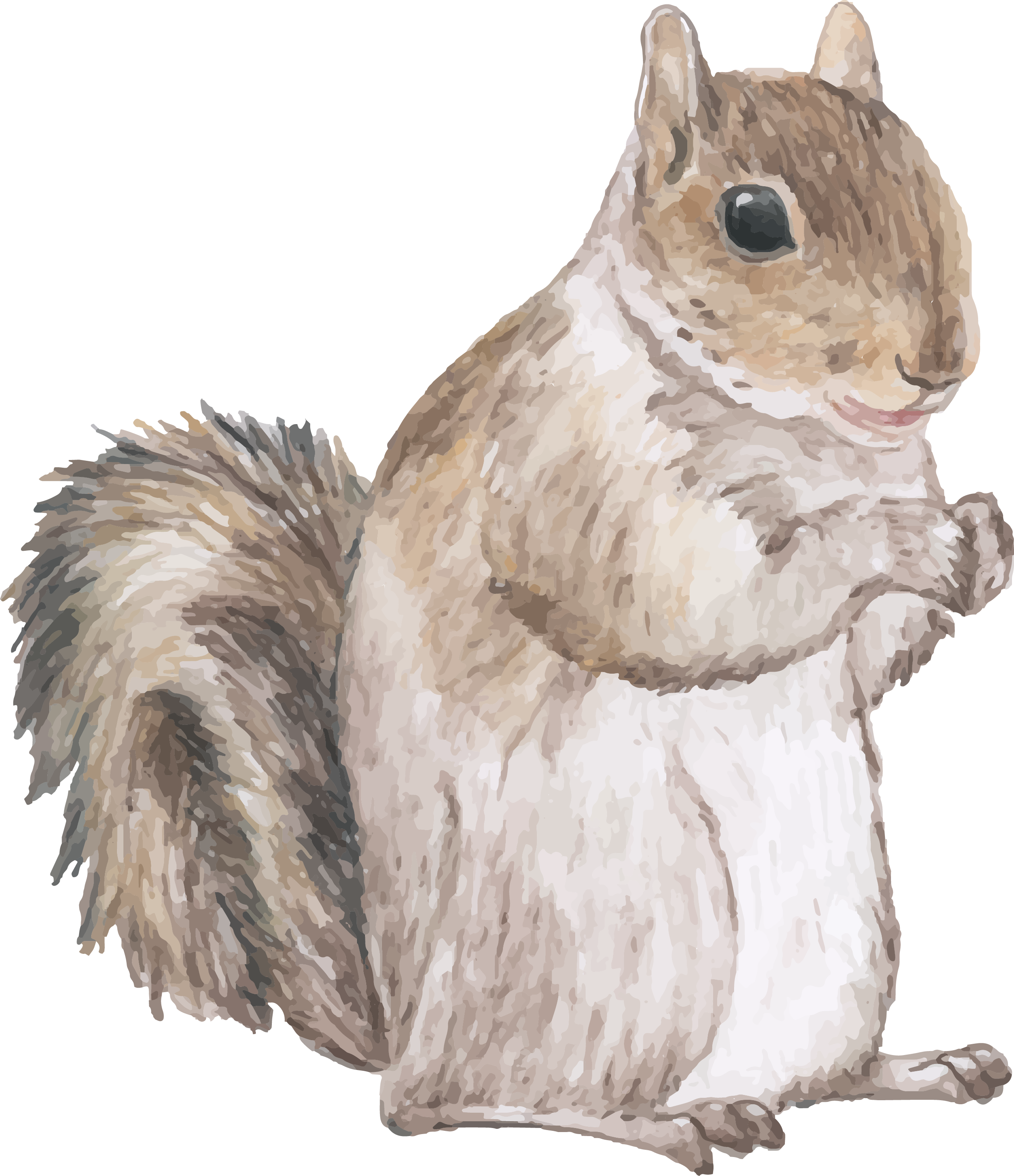 Alert Squirrel Illustration.png