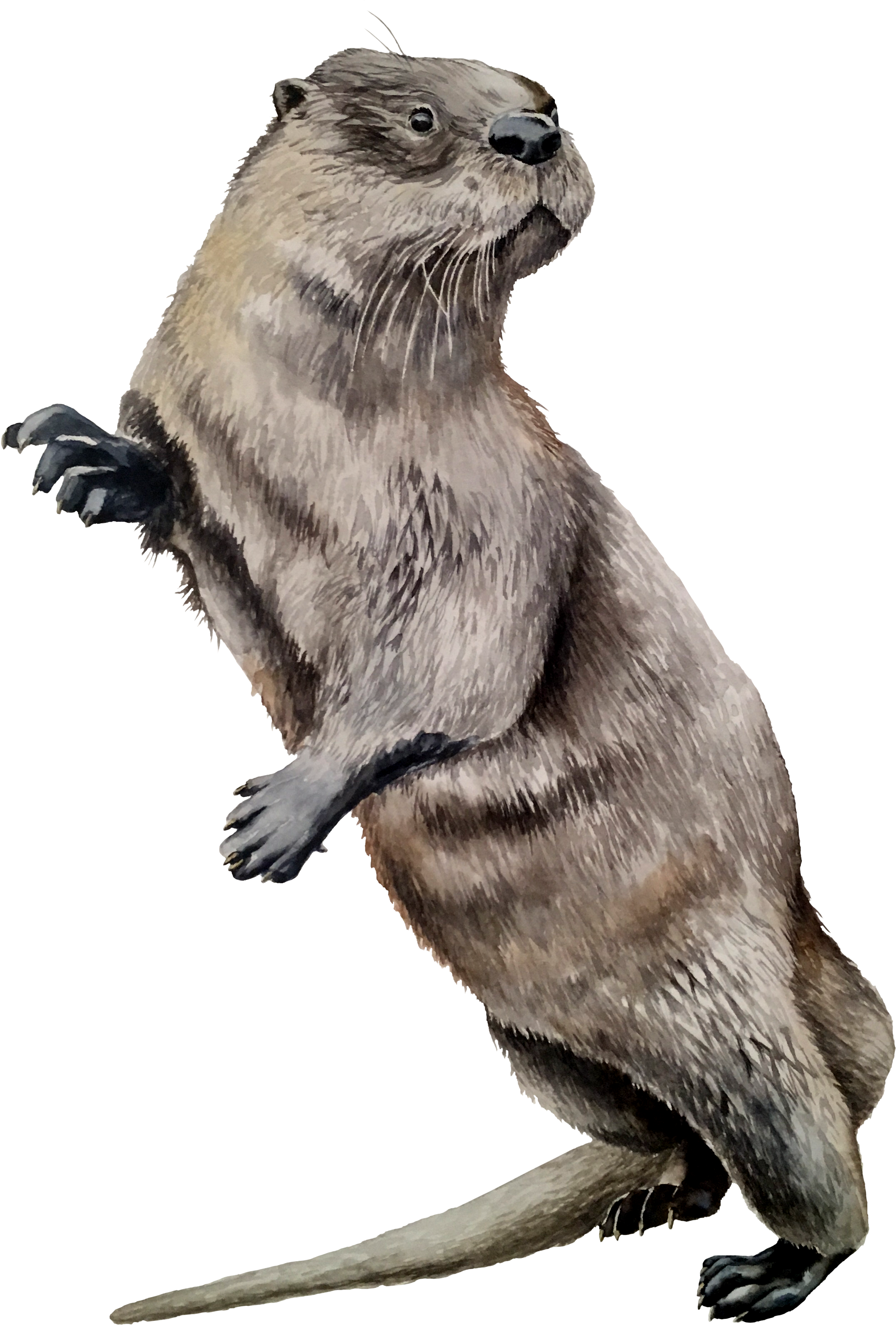 Alert Standing Otter Illustration