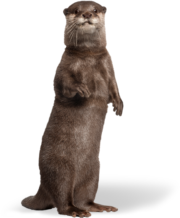 Alert Standing Otter