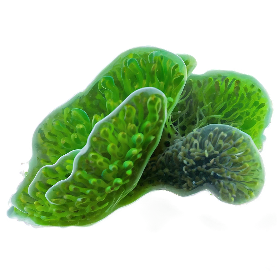 Algae In Aquarium Png Qud58