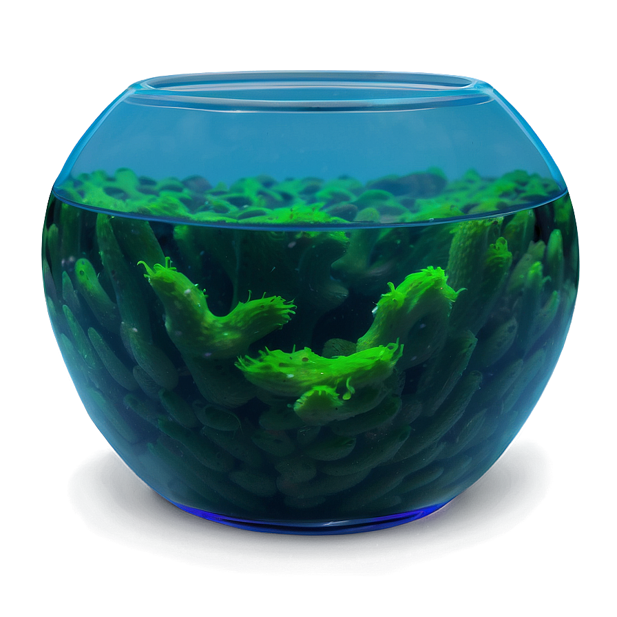 Algae In Fishbowl Png 34