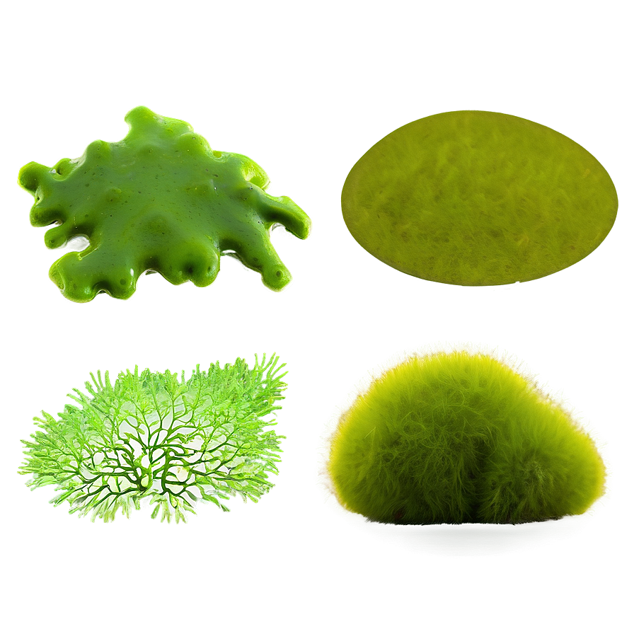 Algae Texture Background Png Saa