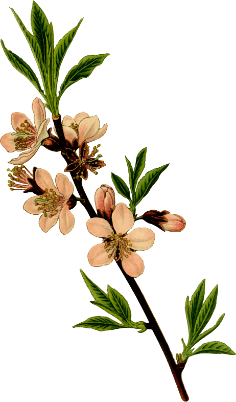 Almond Blossomsand Leaves