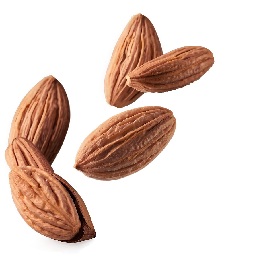 Almond Drawing Png Cvg23