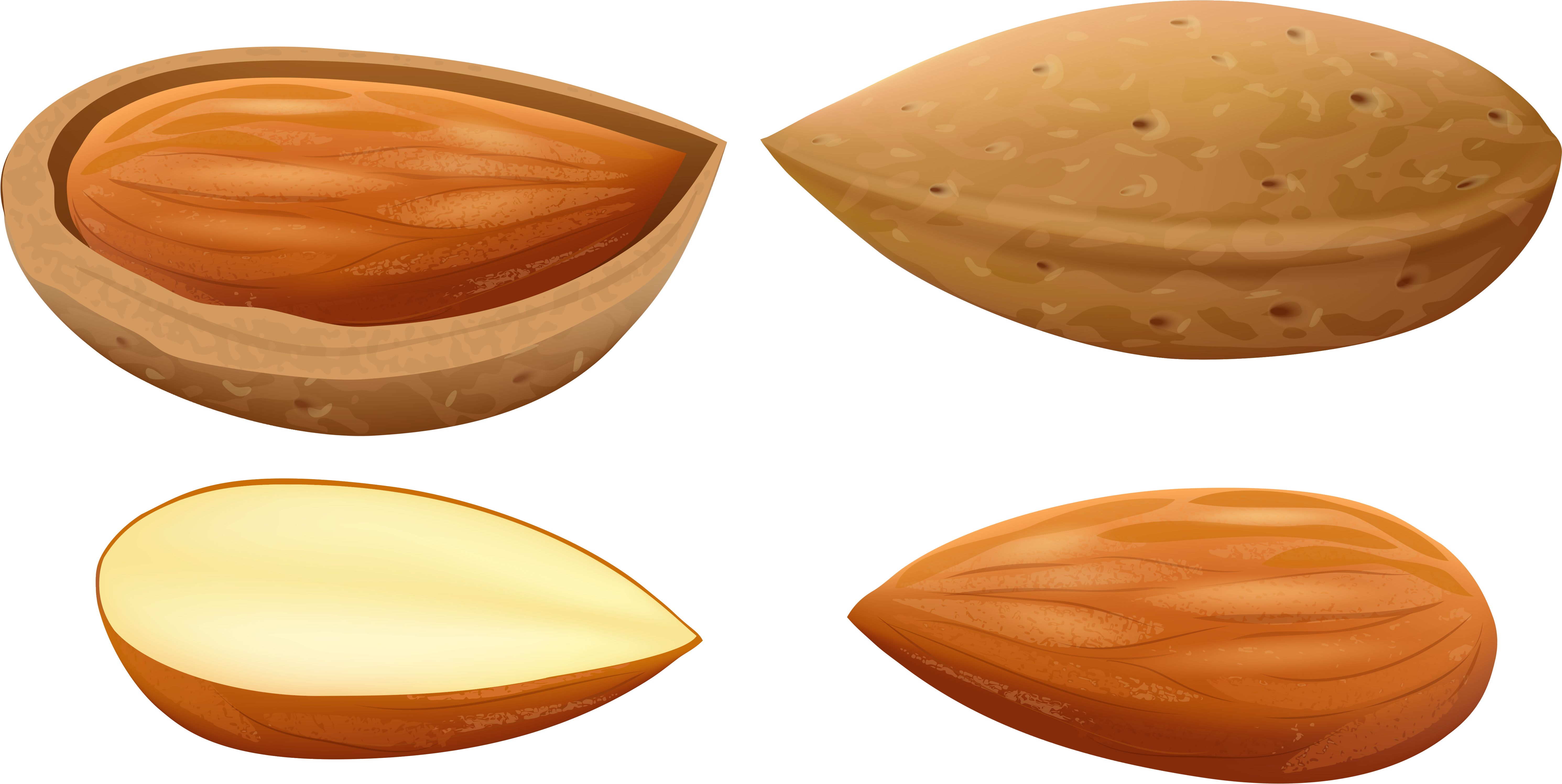 Almond Stages Illustration