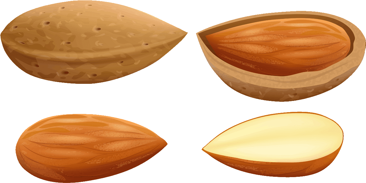 Almond Stages Illustration