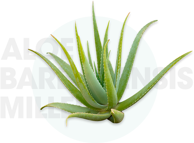 Aloe Barbadensis Miller Plant