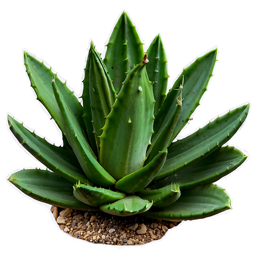 Aloe Succulent Png 05242024