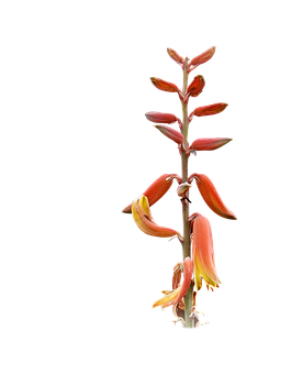 Aloe Vera Blooming Stalk