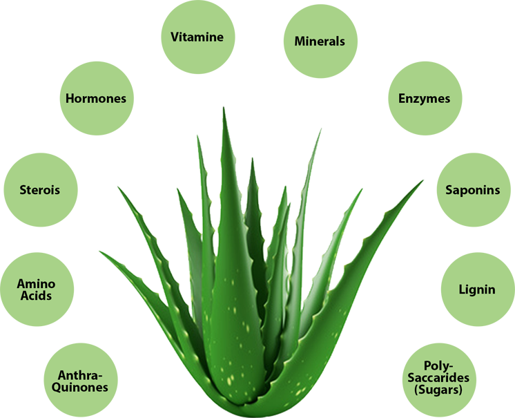 Aloe Vera Components Illustration