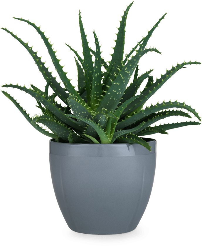 Aloe Vera Plantin Grey Pot