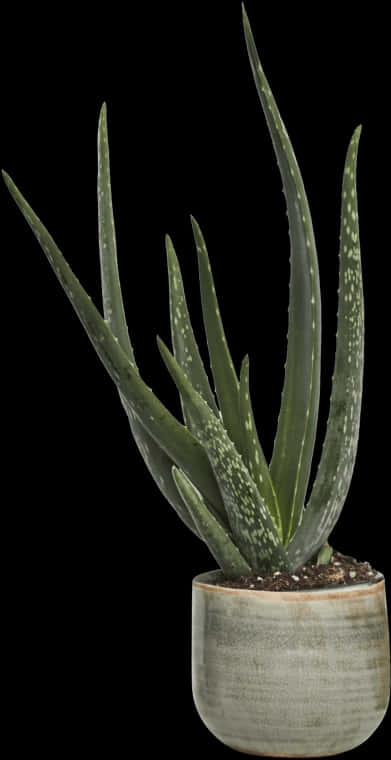 Aloe Vera Plantin Pot