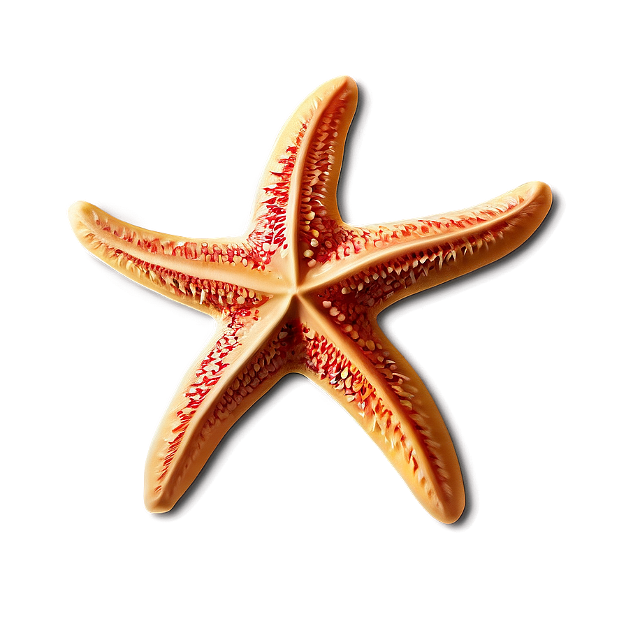 Aloha Starfish Pattern Png Xru