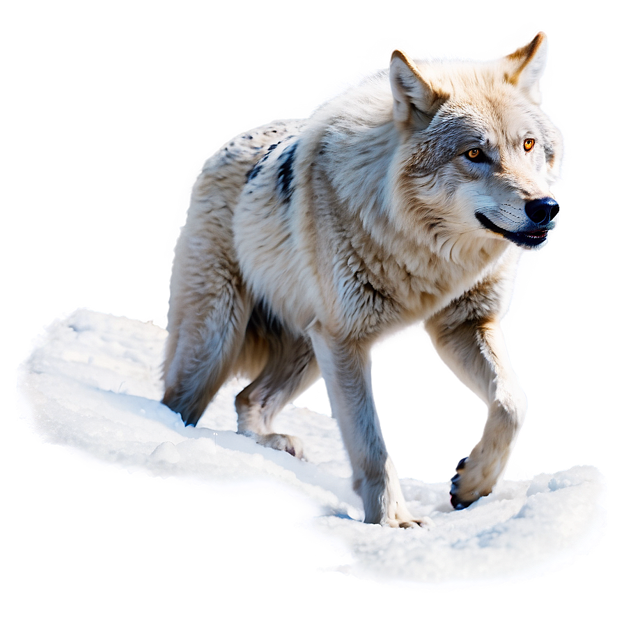 Alpha Wolf In Snow Png Ivd72