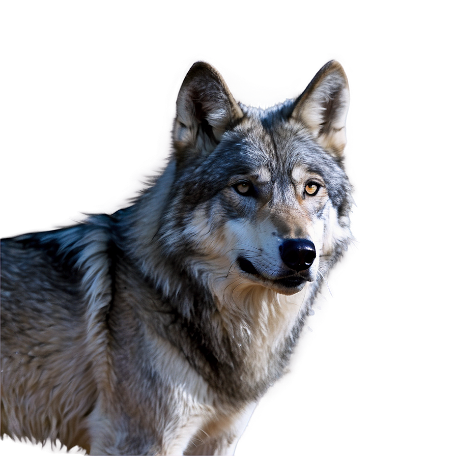 Alpha Wolf With Ice Background Png Yqj91