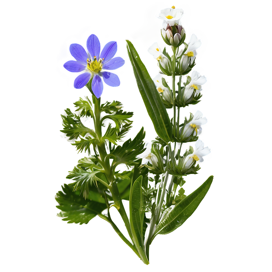 Alpine Wildflowers Panorama Png 48