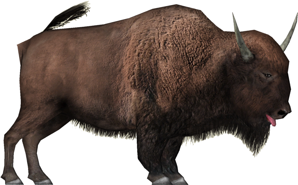 American Bison Side View