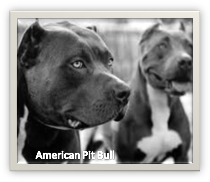 American Pit Bull Terriers Portrait
