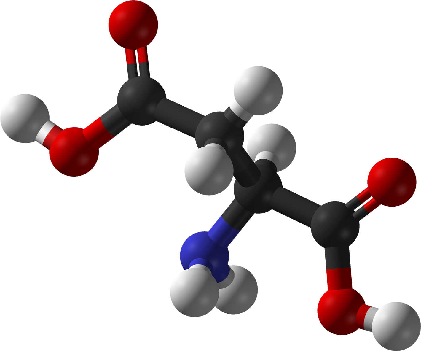 Amino Acid Molecule3 D Model