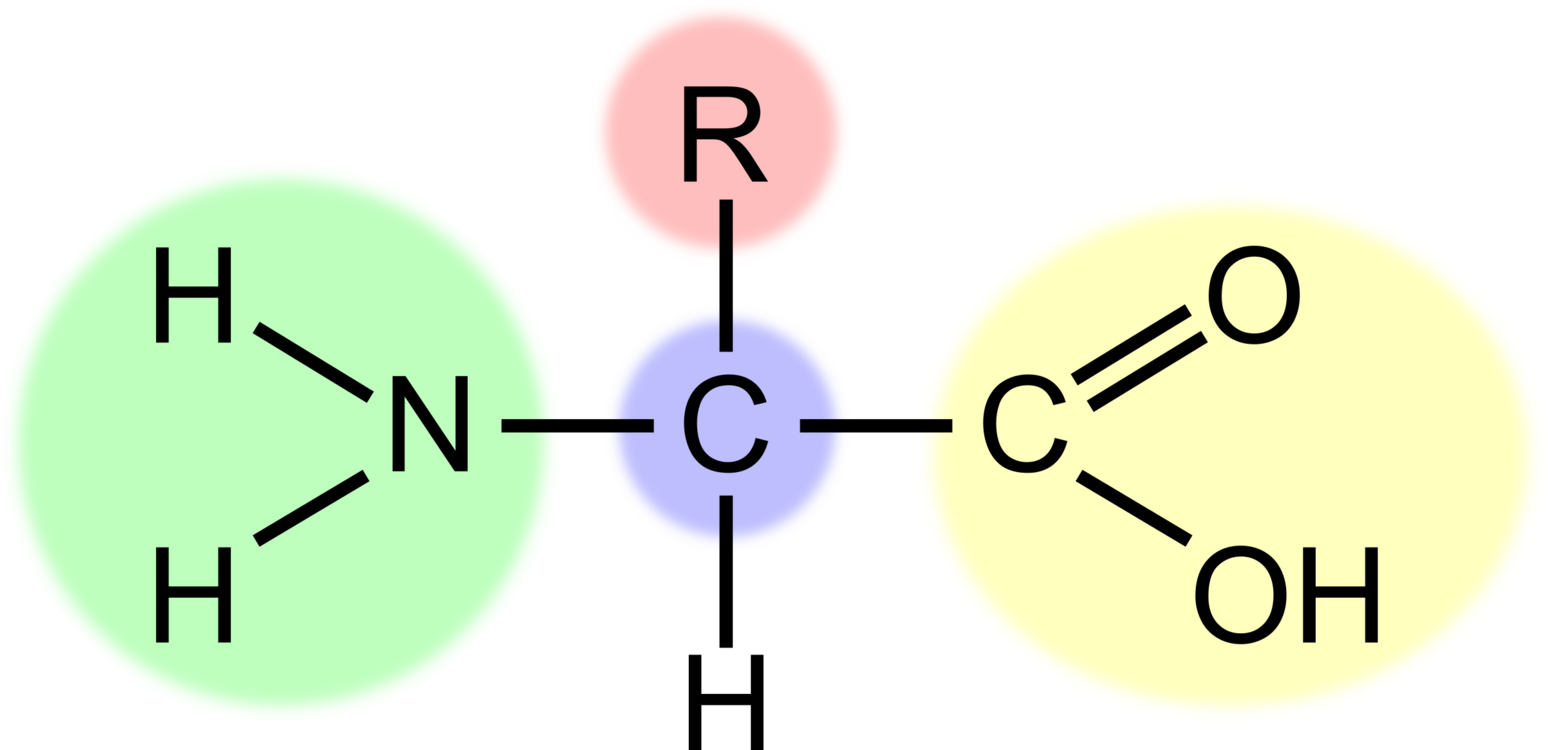 Amino Acid Structure Diagram