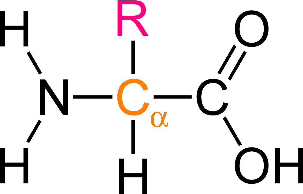 Amino Acid Structure Diagram