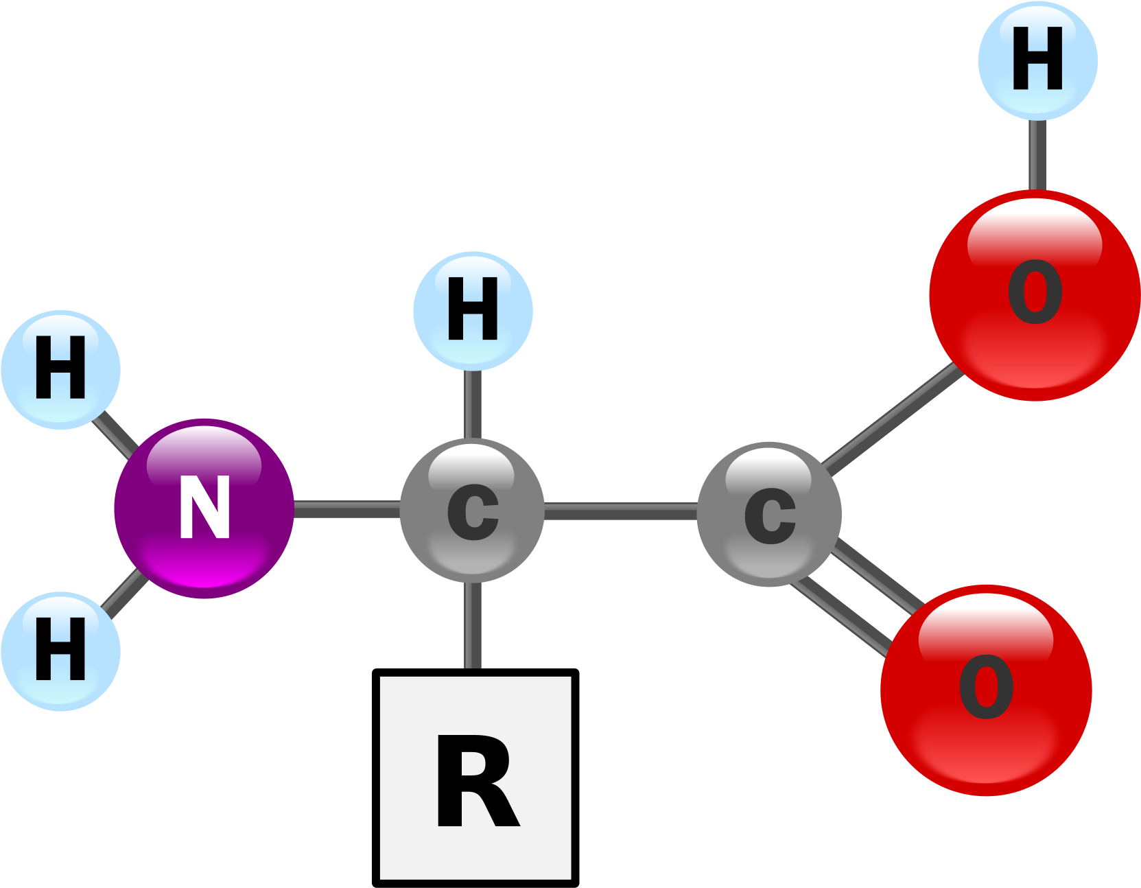 Amino Acid Structure Representation