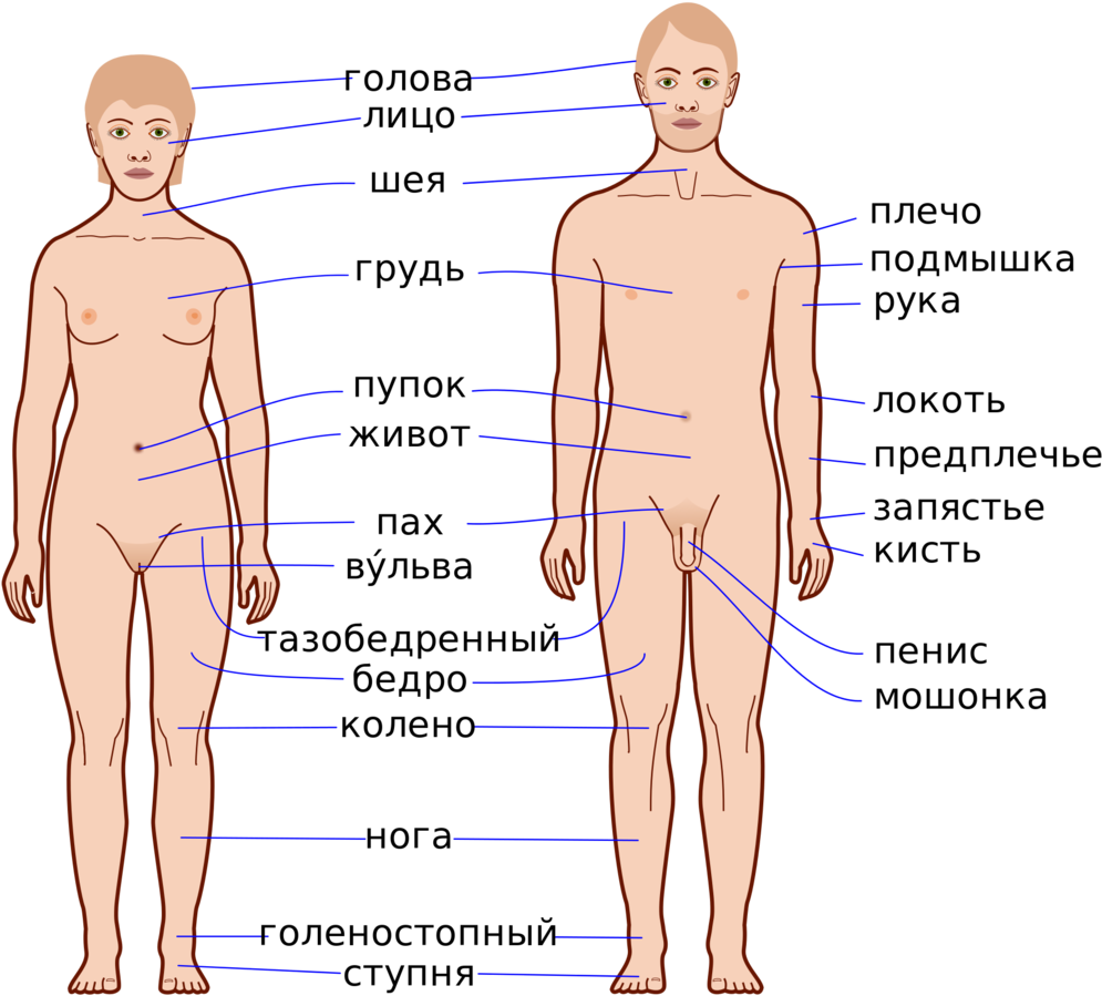 Anatomical Body Parts Labels Russian