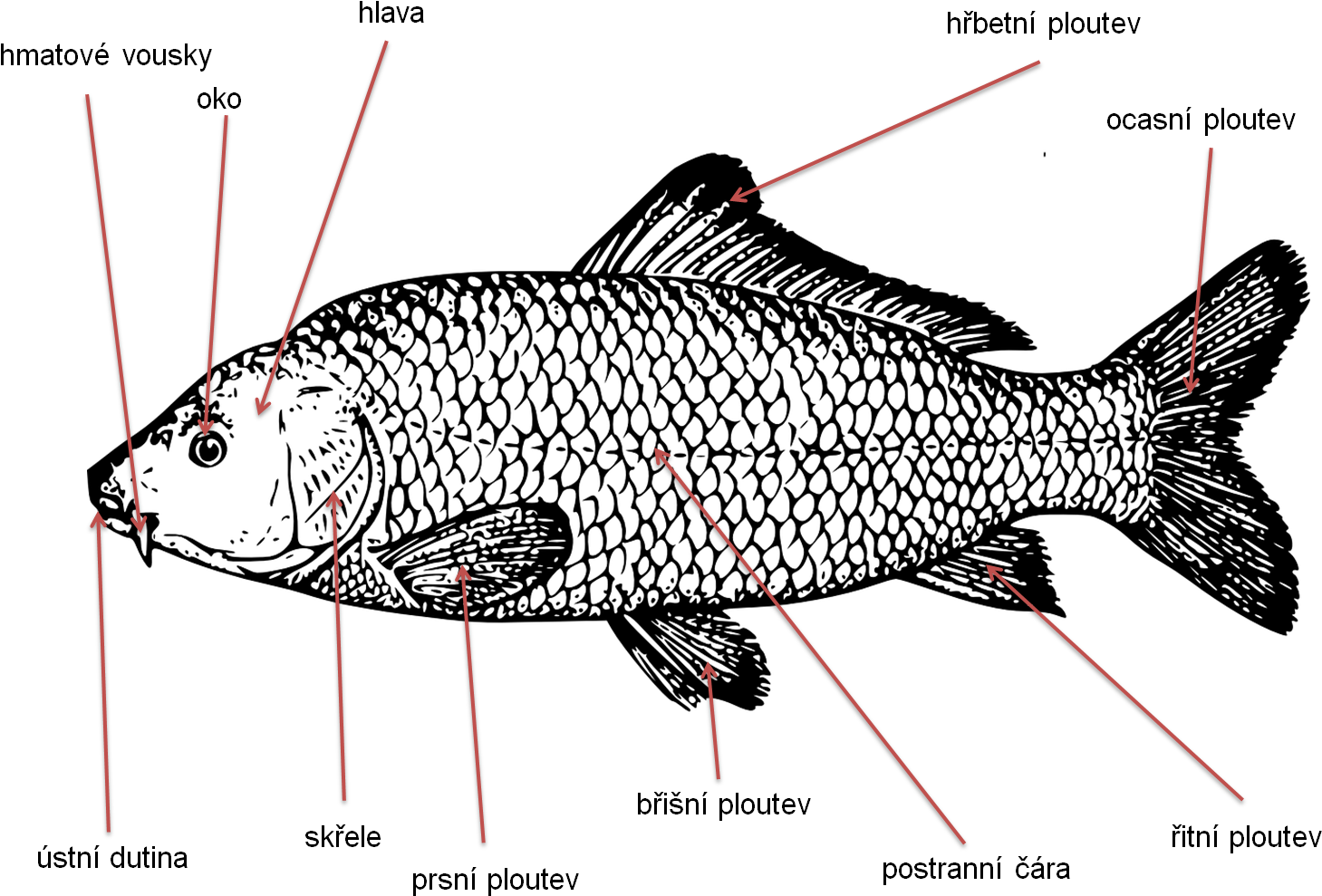 Anatomical Diagramof Carp