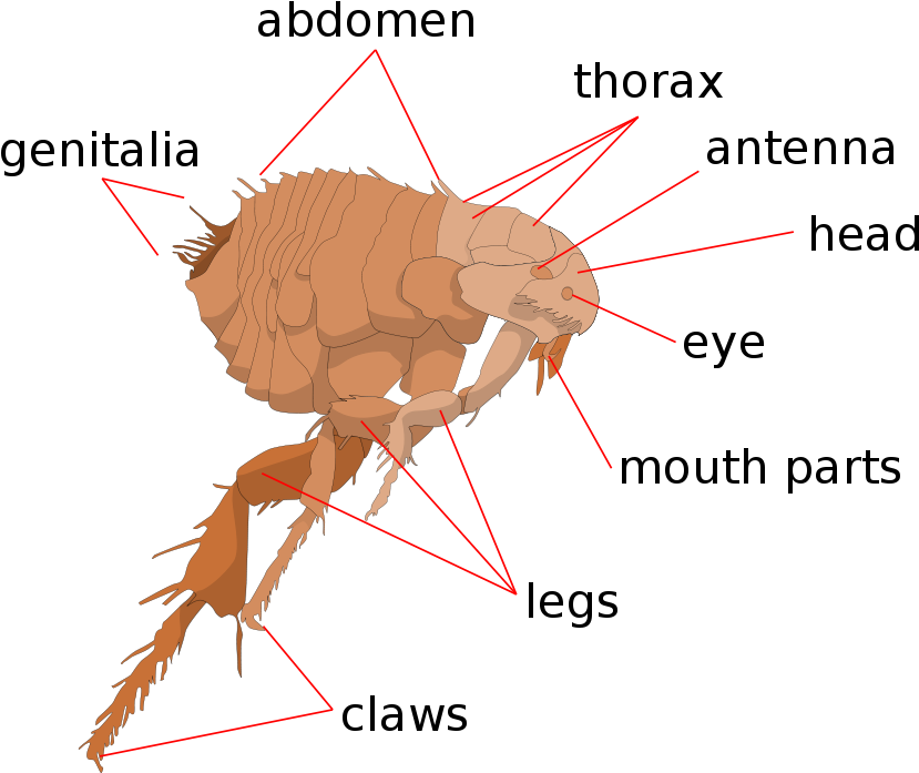 Anatomical Diagramofa Flea