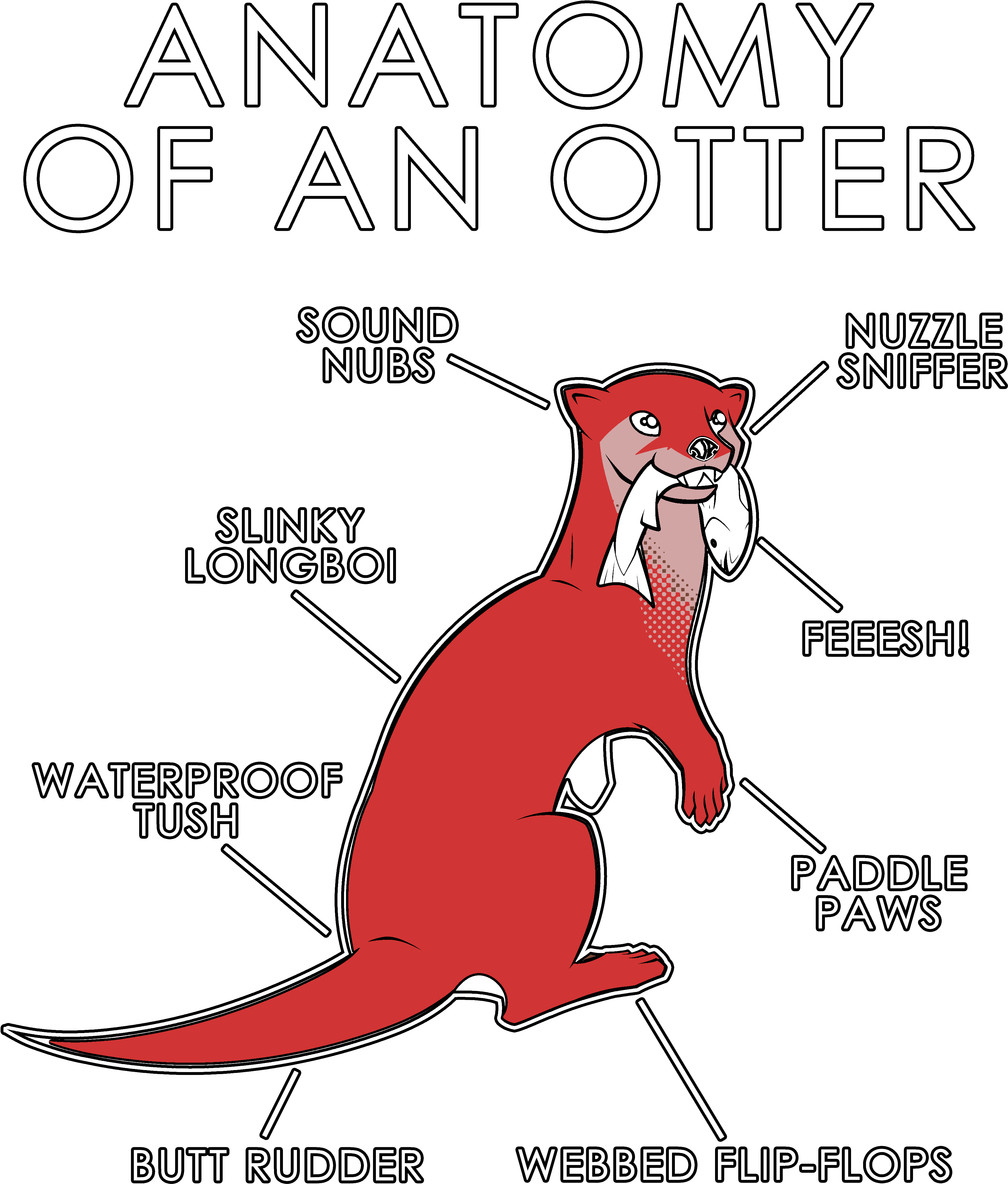 Anatomyofan Otter Illustration