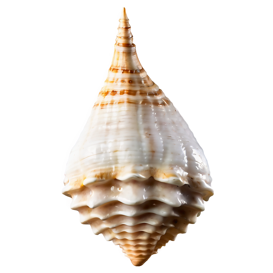 Ancient Conch Shell Png 26