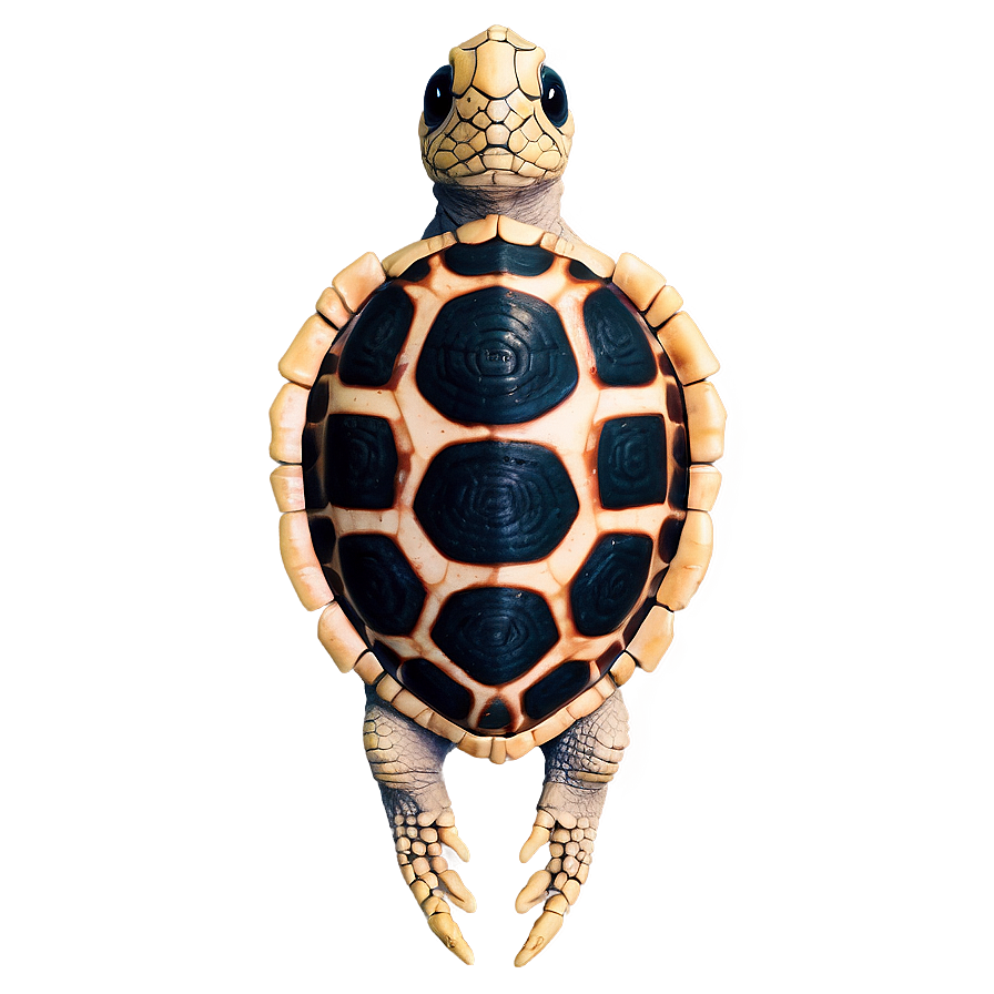 Ancient Turtle Fossil Png 63