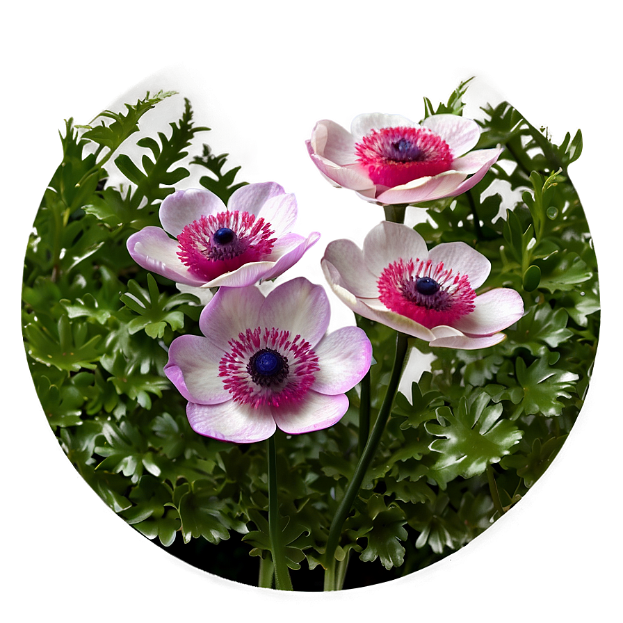 Anemone Flower Circle Png Eiv