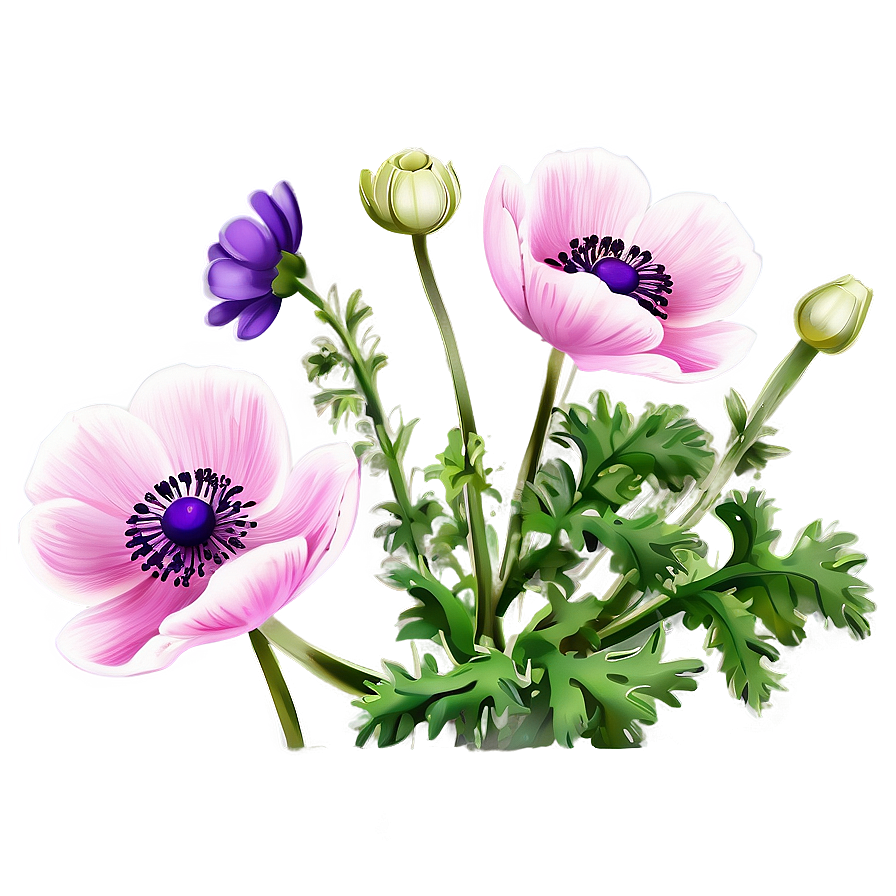 Anemone Flower Illustration Png 05252024