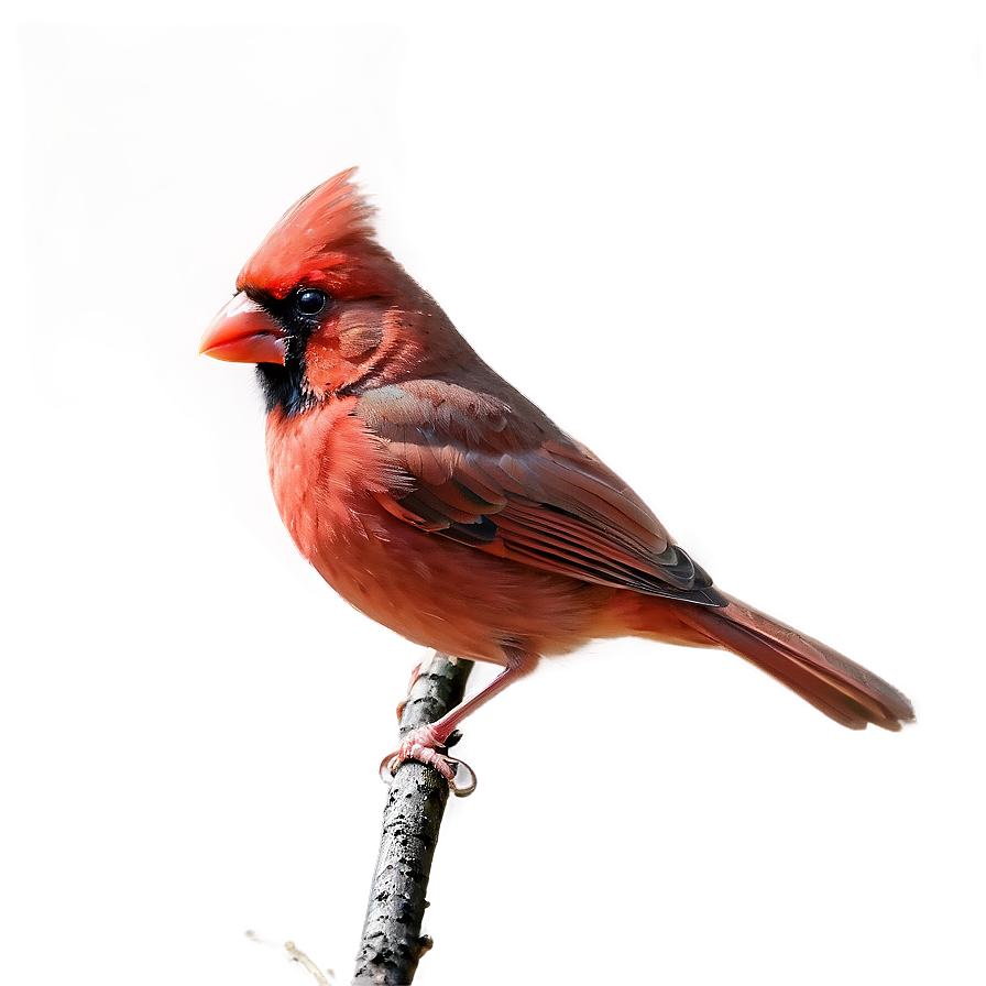 Angry Cardinal Png 05242024