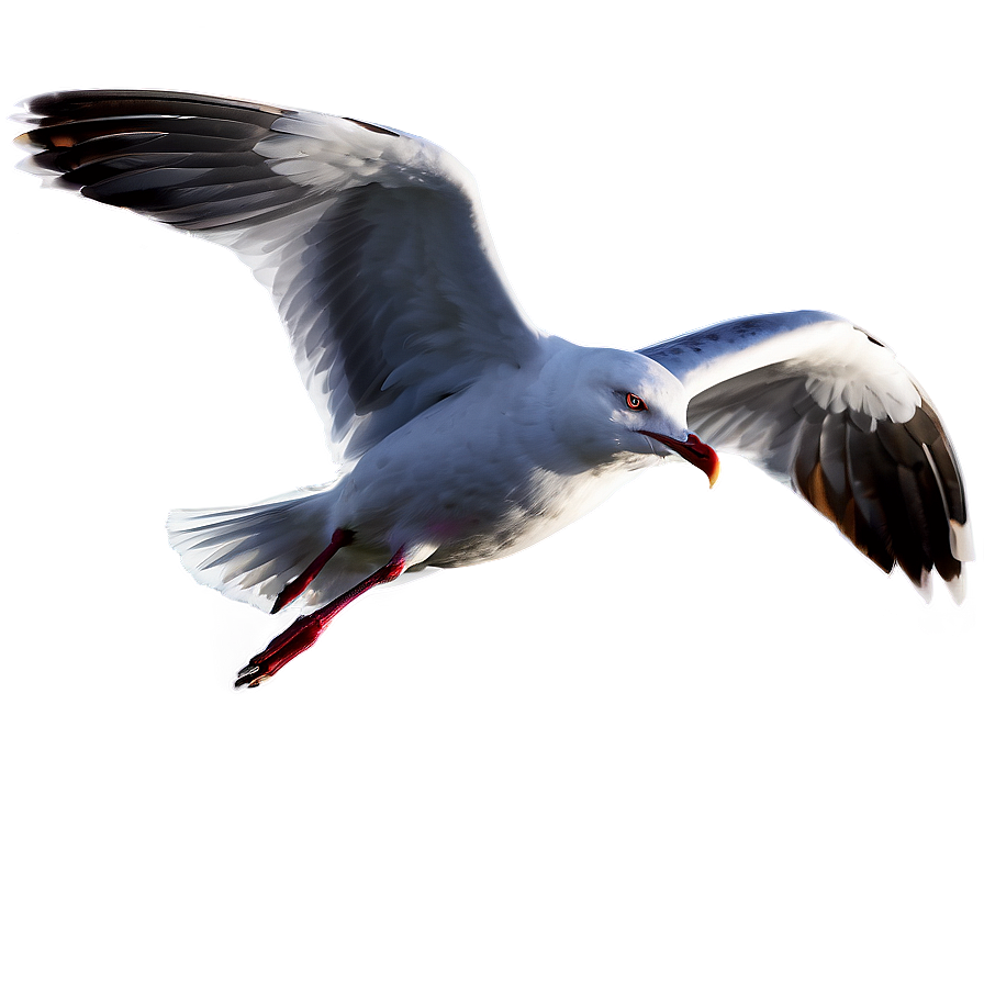 Angry Seagull Png 43