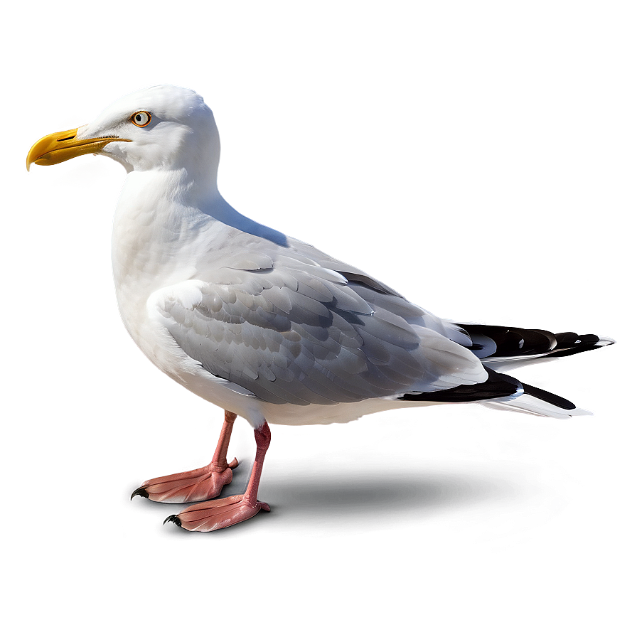 Angry Seagull Png Cju61