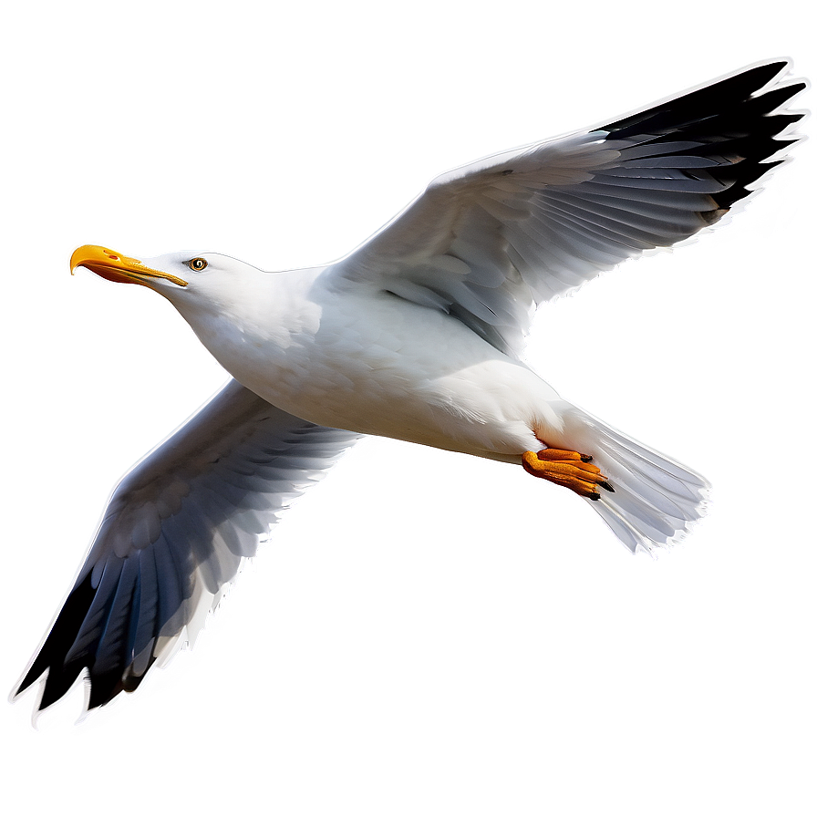 Angry Seagull Png Pft