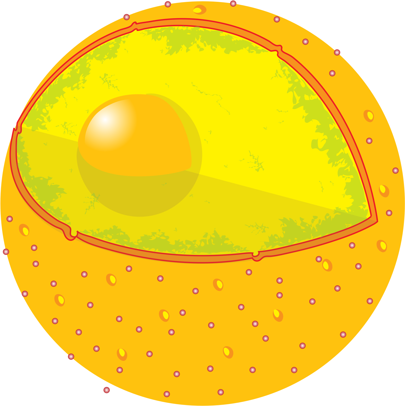 Animal_ Cell_ Structure_ Illustration