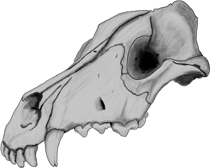 Animal Skull Side View Drawing