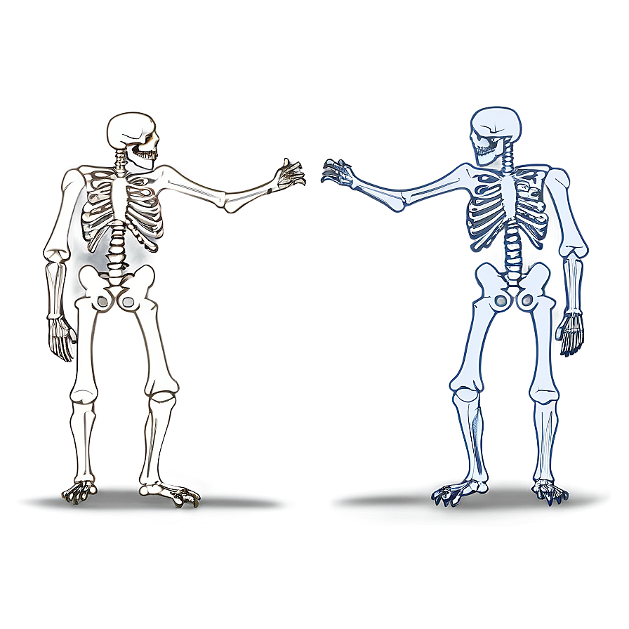 Animal Vs Human Skeleton Png Tci