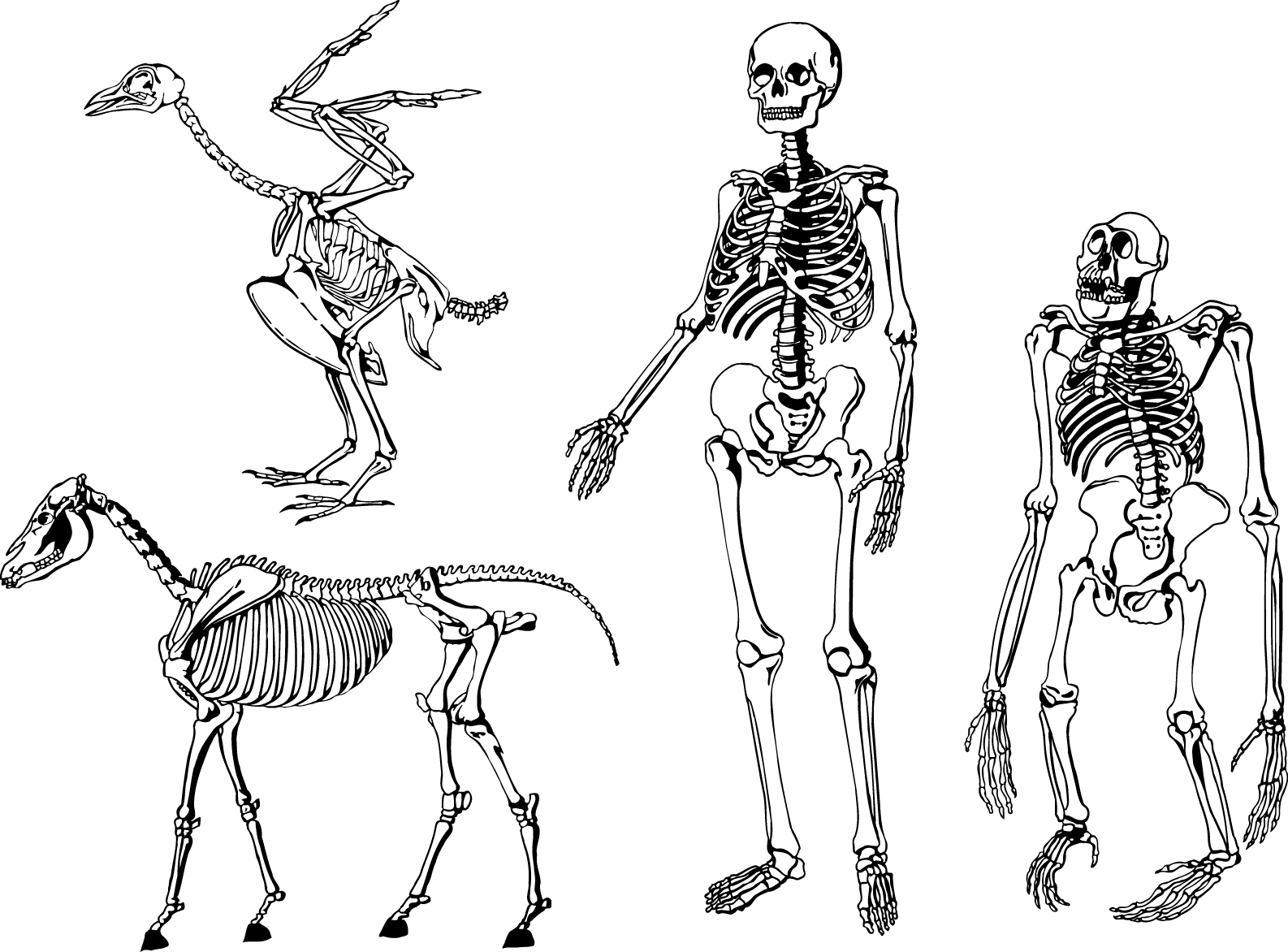 Animaland Human Skeletons Comparison