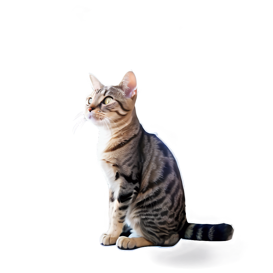 Animated Cat Filter Png Ijg