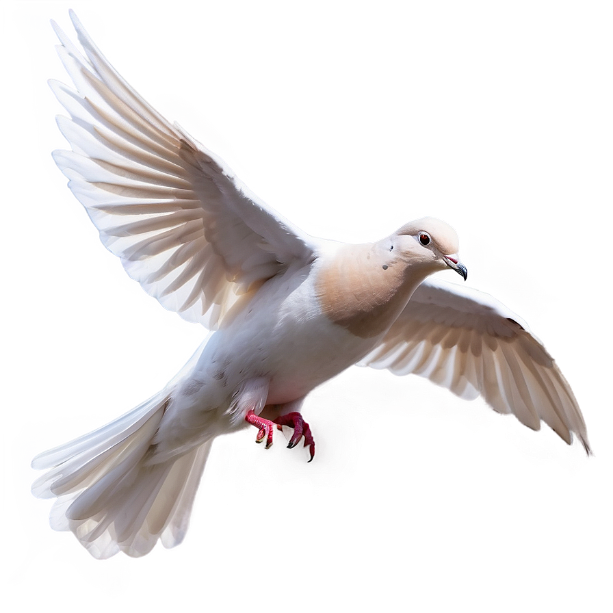 Animated Dove Png 18