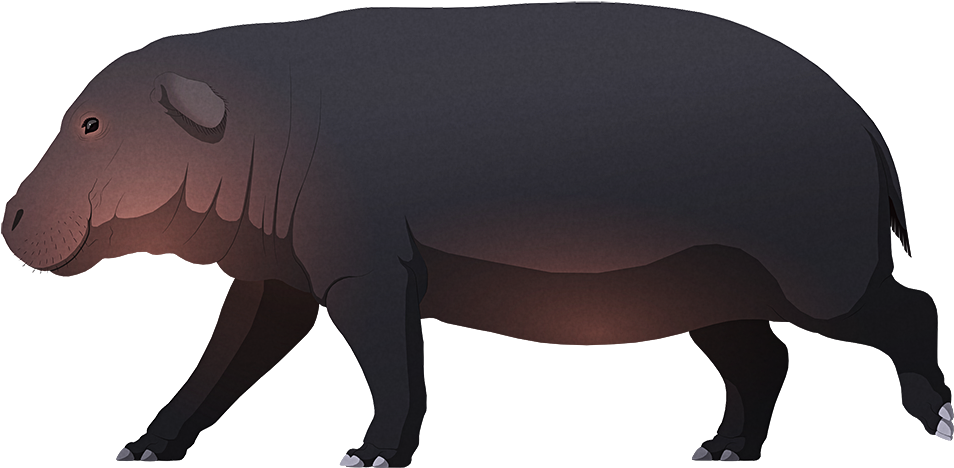 Animated Hippopotamus Side View