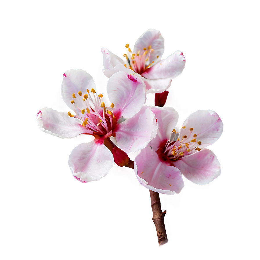 Animated Sakura Flower Png 64