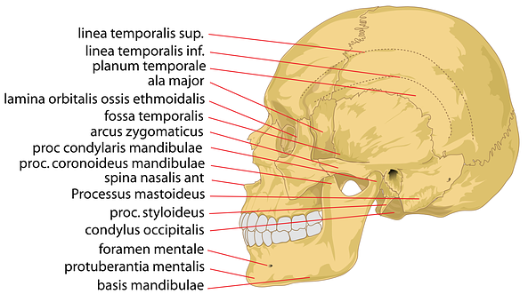 Annotated Human Skull Structure