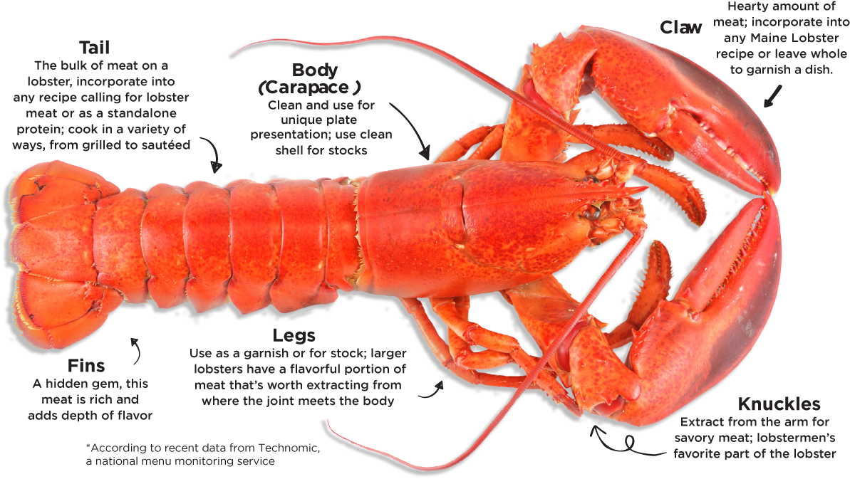 Annotated Lobster Diagram